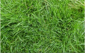 ΓΚΑΖΟΝ LOLIUM PERENNE BELIDA ΓΙΑ ΓΡΗΓΟΡΗ ΕΓΚΑΤΑΣΤΑΣΗ
