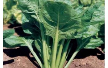 ΣΕΣΚΟΥΛΟ LISCIA VERDE DA TAGLIO  500G