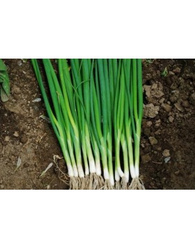 ΚΡΕΜΜΥΔΙ ΧΛΩΡΟ LONG TOKYO 500 G-UNIGEN