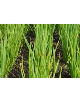 ΚΡΕΜΜΥΔΙ ΧΛΩΡΟ SAVEL 250.000 ΣΠΟΡΟΙ