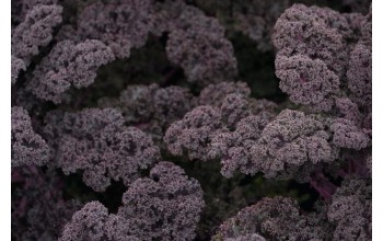 ΚΟΚΚΙΝΟ KALE-ΛΑΧΑΝΙΔΑ REDBOR F1 2.500 ΣΠΟΡΟΙ