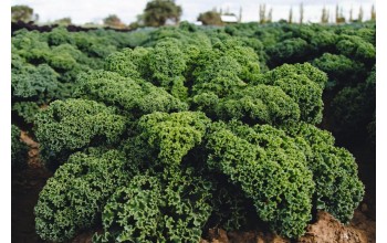 ΠΡΑΣΙΝΟ KALE-ΛΑΧΑΝΙΔΑ DARKIBOR F1 2.500 ΣΠΟΡΟΙ