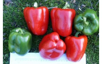ΠΙΠΕΡΙΑ ΦΛΑΣΚΑ SOLARIO F1 1.000 ΣΠΟΡΟΙ 
