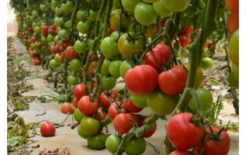 ΤΟΜΑΤΑ BELLAMIA F1 1.000 ΣΠΟΡΟΙ 