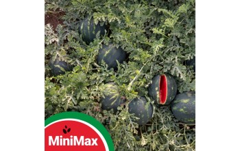 ΚΑΡΠΟΥΖΙ MINI MAX F1