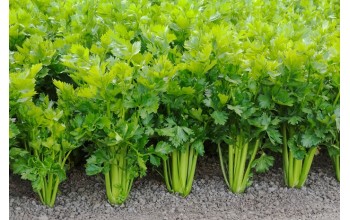 ΣΕΛΕΡΙ TALL UTAH 500 G