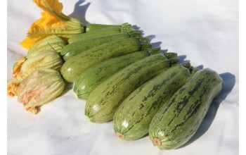 ΚΟΛΟΚΥΘΙ DOLMAS F1 1.000 ΣΠΟΡΟΙ