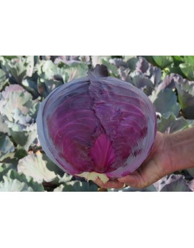 ΚΟΚΚΙΝΟ ΛΑΧΑΝΟ ROMUS F1 2.500 ΣΠΟΡΟΙ