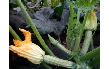 ΚΟΛΟΚΥΘΙ CORTEZ F1 1.000 ΣΠΟΡΟΙ