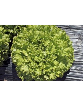 ΜΑΡΟΥΛΙ MINESTRONE 5.000 ΣΠΟΡΟΙ