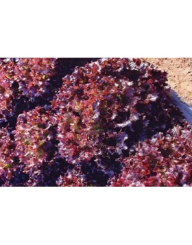 ΚΟΚΚΙΝΟ ΜΑΡΟΥΛΙ BYZANTINE 5.000 ΣΠΟΡΟΙ