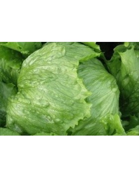 ΜΑΡΟΥΛΙ ICEBERG ROBINSON 5.000 ΣΠΟΡΟΙ