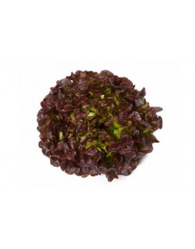 ΜΑΡΟΥΛΙ PRUNAI 5.000 ΣΠΟΡΟΙ