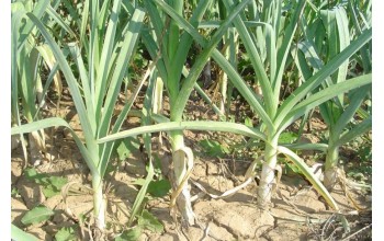 ΠΡΑΣΟ LEEK D HIVER 2 500 G