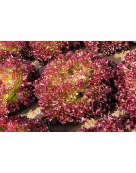 ΜΑΡΟΥΛΙ TUSKA 5.000 PILLS