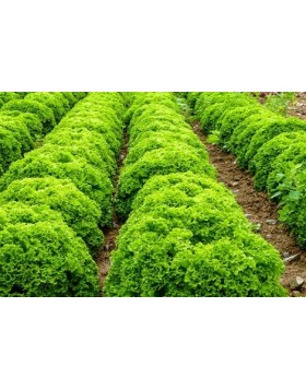 ΜΑΡΟΥΛΙ ILEMA 5.000 PILLS