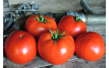 ΤΟΜΑΤΑ RED BOUNTY F1 1.000 ΣΠΟΡΟΙ