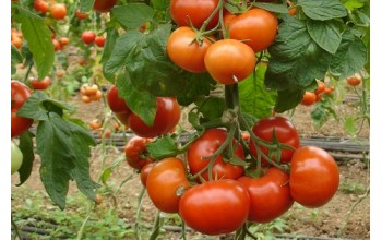 ΣΠΟΡΟΦΥΤΑ ΑΝΑΡΡΙΧΩΜΕΝΗΣ ΤΟΜΑΤΑΣ