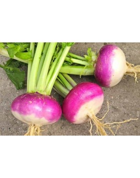 ΡΕΒΑ ΔΙΧΡΩΜΗ TURNIP PURPLE TOP 500 G