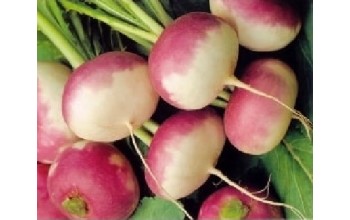 ΡΕΒΑ ΔΙΧΡΩΜΗ TURNIP PURPLE TOP 500 G