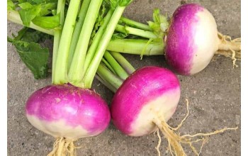 ΡΕΒΑ ΔΙΧΡΩΜΗ TURNIP PURPLE TOP 500 G