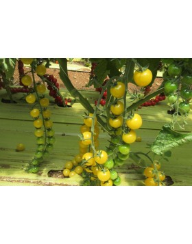 ΤΟΜΑΤΑ YELLOW CHERRY UG 406218 F1 50 ΣΠΟΡΟΙ