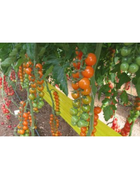 ΤΟΜΑΤΑ ORANGE CHERRY MAKO F1 100 ΣΠΟΡΟΙ