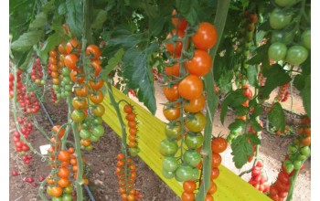 ΤΟΜΑΤΑ ORANGE CHERRY UG 71115 F1 100 ΣΠΟΡΟΙ