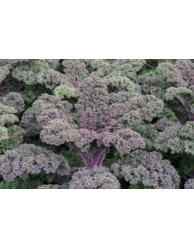 ΚΟΚΚΙΝΟ KALE-ΛΑΧΑΝΙΔΑ SUNBOR F1 2.500 ΣΠΟΡΟΙ