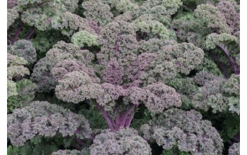 ΚΟΚΚΙΝΟ KALE-ΛΑΧΑΝΙΔΑ SUNBOR F1 2.500 ΣΠΟΡΟΙ