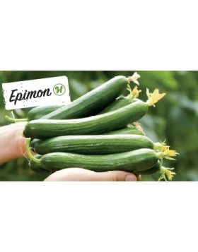 ΑΓΓΟΥΡΙ ΚΟΝΤΟ EPIMON F1 500 ΣΠΟΡΟΙ