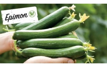 ΑΓΓΟΥΡΙ ΚΟΝΤΟ EPIMON F1 500 ΣΠΟΡΟΙ