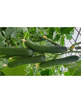 ΑΓΓΟΥΡΙ ΚΟΝΤΟ KNIGHT VERDE F1 100 ΣΠΟΡΟΙ