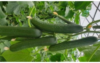 ΑΓΓΟΥΡΙ ΚΟΝΤΟ KNIGHT VERDE F1 100 ΣΠΟΡΟΙ