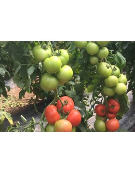 ΤΟΜΑΤΑ MYSA F1 1.000 ΣΠΟΡΟΙ
