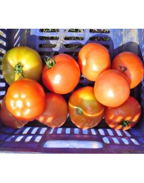 ΤΟΜΑΤΑ MOUNTAIN FRESH PLUS F1 1.000 ΣΠΟΡΟΙ