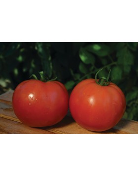 ΤΟΜΑΤΑ MOUNTAIN FRESH PLUS F1 1.000 ΣΠΟΡΟΙ