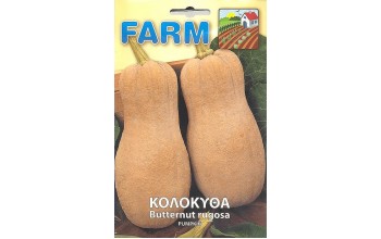 ΚΟΛΟΚΥΘΑ BUTTERNUT RUGOSA