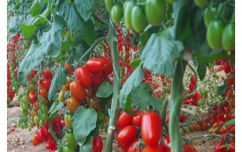 ΤΟΜΑΤΑ LOLLIPOP F1 500 ΣΠΟΡΟΙ