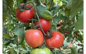 ΤΟΜΑΤΑ THIREOS F1 1.000 ΣΠΟΡΟΙ