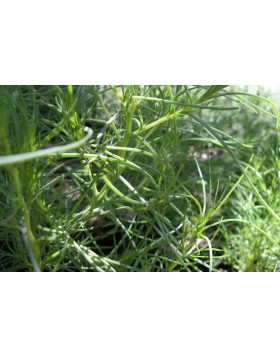 ΑΛΜΥΡΑ SODA CHENOPODIACEAE 1 KG