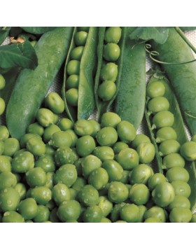 ΑΡΑΚΑΣ UTRILLO SEMINIS ΑΜΕΡΙΚΗΣ (8KG)