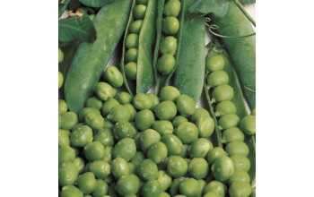 ΑΡΑΚΑΣ UTRILLO SEMINIS ΑΜΕΡΙΚΗΣ (8KG)