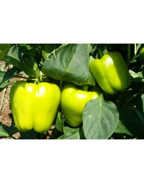 ΠΙΠΕΡΙΑ ΦΛΑΣΚΑ BONCA F1 (ex BIONDO) 500 ΣΠΟΡΟΙ