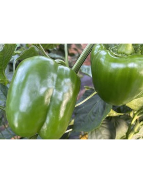 ΠΙΠΕΡΙΑ ΦΛΑΣΚΑ DEFENDER F1 500 ΣΠΟΡΟΙ