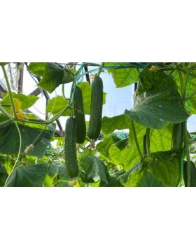 ΑΓΓΟΥΡΙ ΚΟΝΤΟ DATIS F1 100 ΣΠΟΡΟΙ