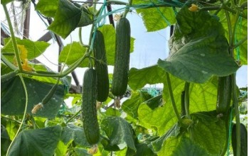 ΑΓΓΟΥΡΙ ΚΟΝΤΟ DATIS F1 100 ΣΠΟΡΟΙ