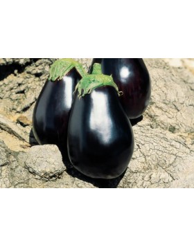 ΜΕΛΙΤΖΑΝΑ ΦΛΑΣΚΑ GALINE F1 1.000 ΣΠΟΡΟΙ