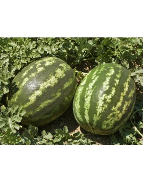 ΚΑΡΠΟΥΖΙ SUN FRESH 
