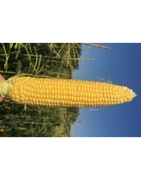 ΚΑΛΑΜΠΟΚΙ HARDI F1 5.000 ΣΠΟΡΟΙ